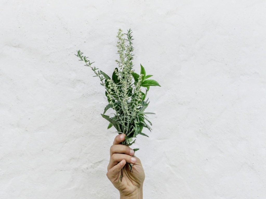 The resurgence of traditional herbal medicine in modern pharmacology.
